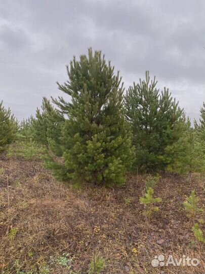 Сосна обыкновенная