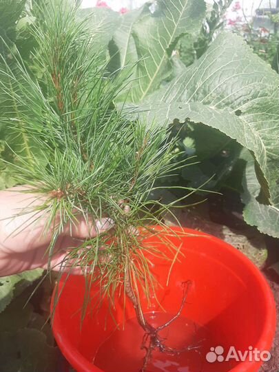 Саженцы сибирского кедра