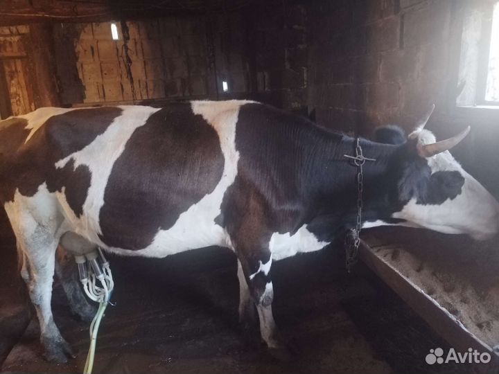 Телки, коровы, бычки