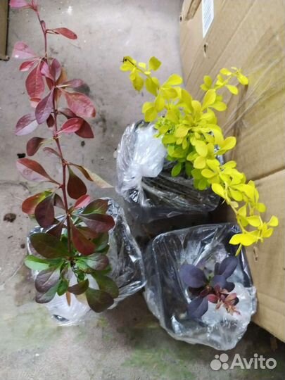 Барбарис тунберга