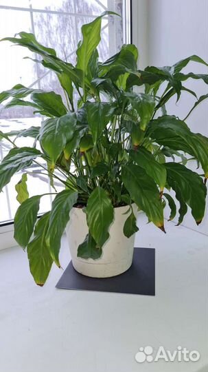 Цветы Монстера и другие