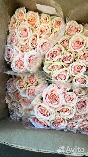 Роза оптом