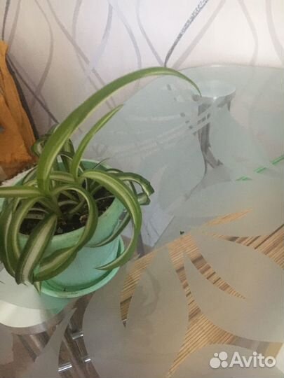 Хлорофитум кудрявый бони