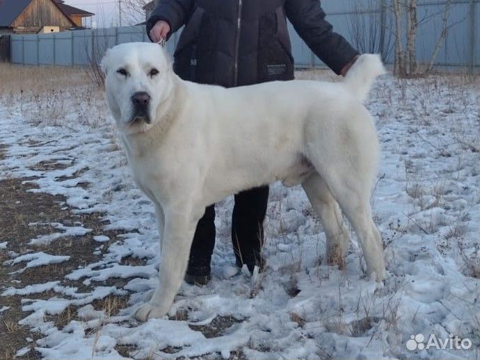 Среднеазиатская овчарка алабай вязка