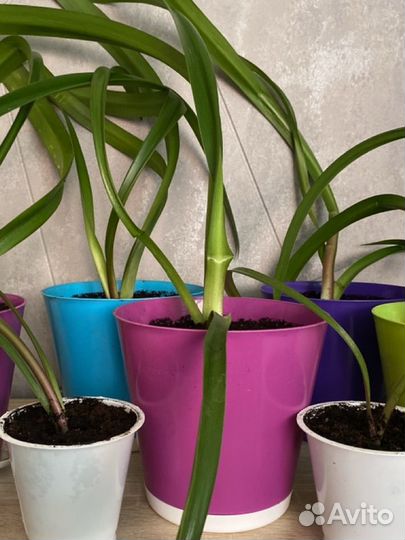 Гиппеаструм