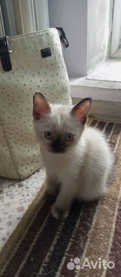Отдам кошечку в добрые руки