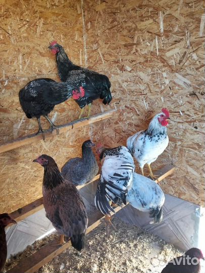 Петухи порода русская цветная