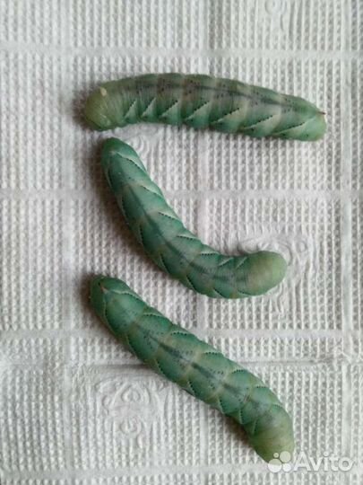 Табачный бражник