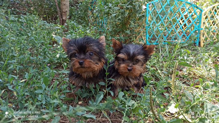 Йоркширский терьер