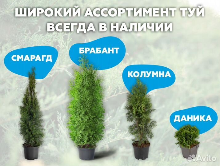 Туя колумна с доставкой на участок