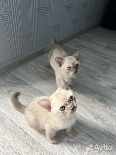 Бурманские котята