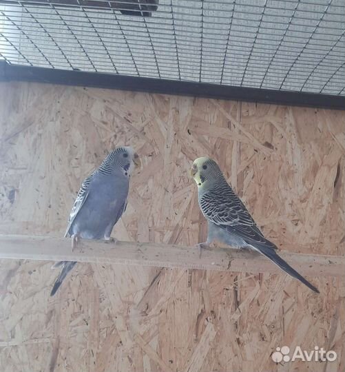 Волнистый попугай