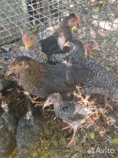 Цыплята подрощенные
