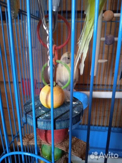 Волнистый попугай с клеткой