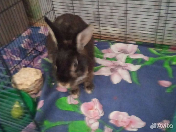 Кролик в добрые руки