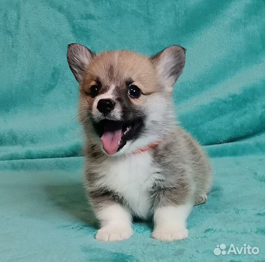 Вельш Корги Пемброк - Дэнс