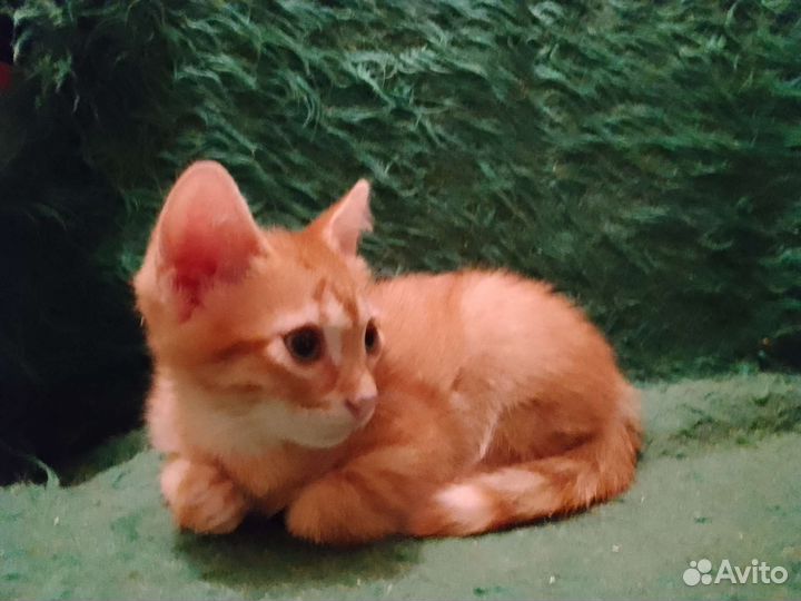 Мальчики -котята (5) ищут заботу и добро