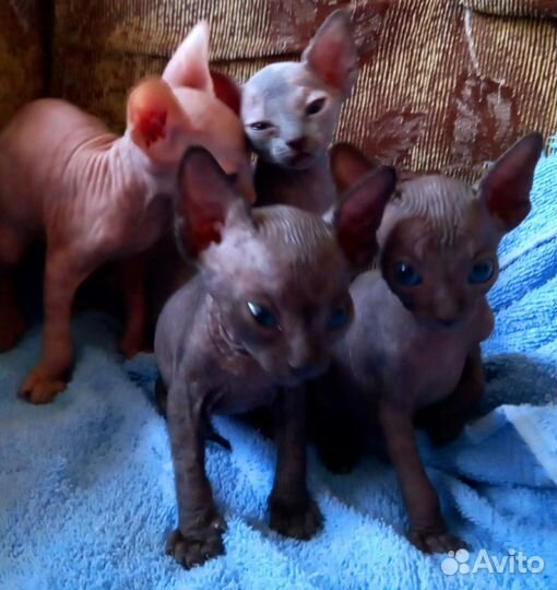 Канадский сфинкс