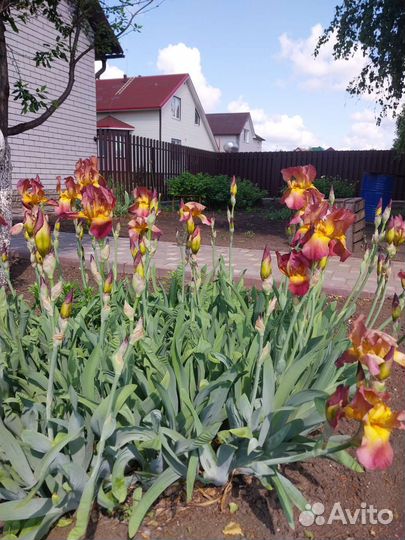 Ирисы бородатые