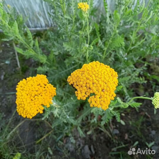 Тысячелистник