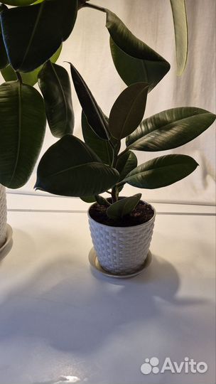 Фикус эластика