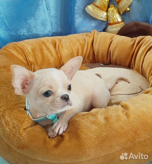 Мини девочка 11 месяцев