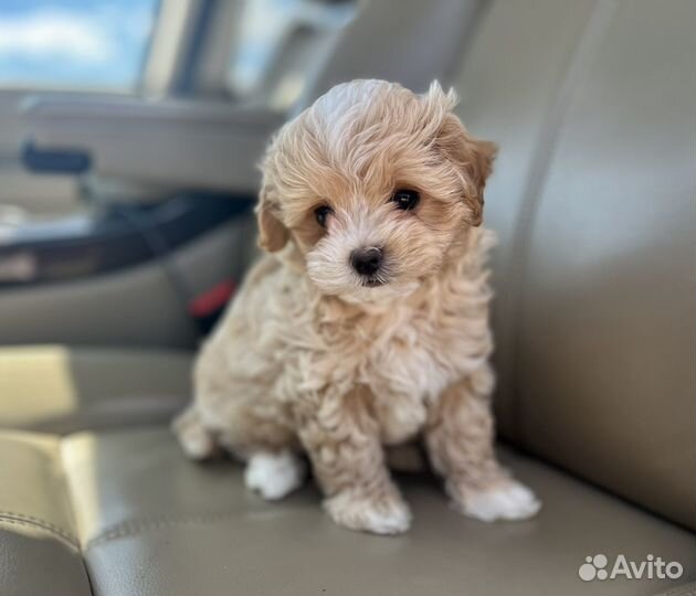 Мальтипу f1 mini мальчик