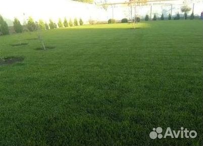 Укладка Рулонного газона