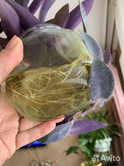 Хлорофитум спатифилум традесканция