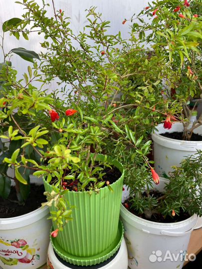 Гранаты декоративные от 35см