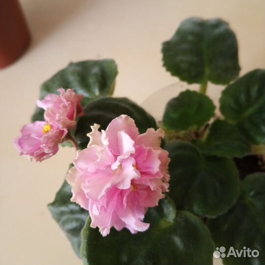 Цветущие фиалки