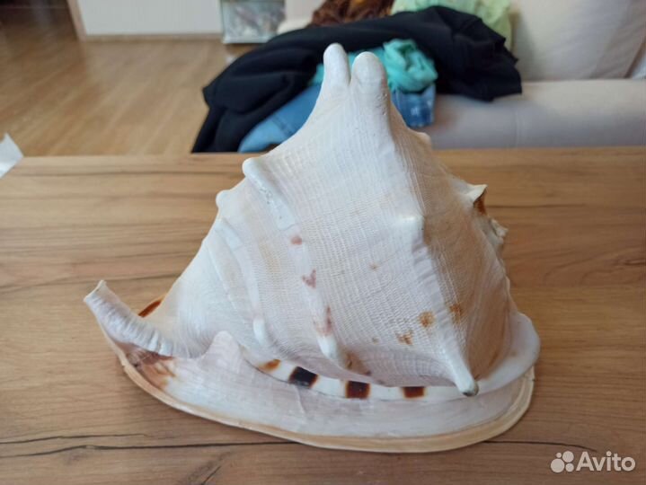 Морская раковина