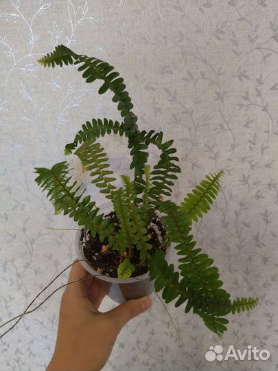 Папоротник