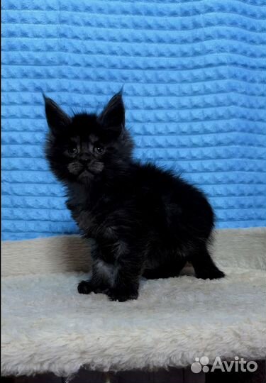 Котенок мейкун