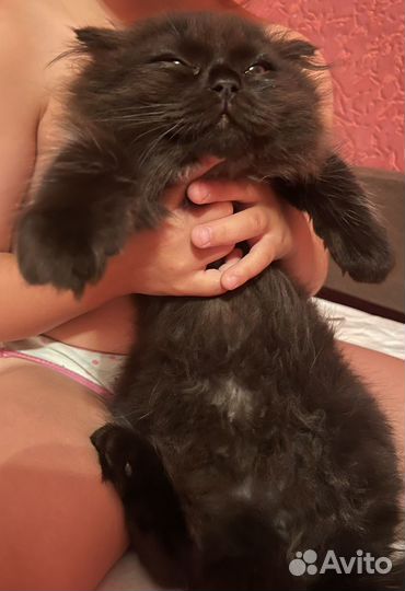 Шотландские котята