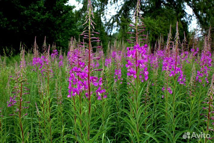 Сборщик Иван чая