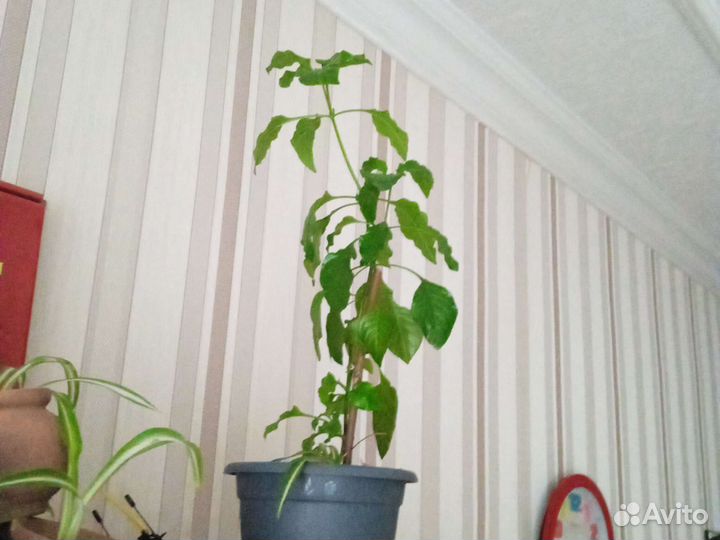 Комнатные растения, цветы