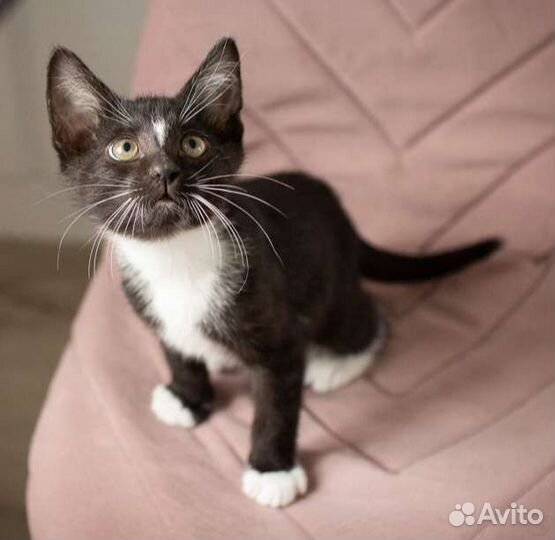 Котенок почти 3 месяца