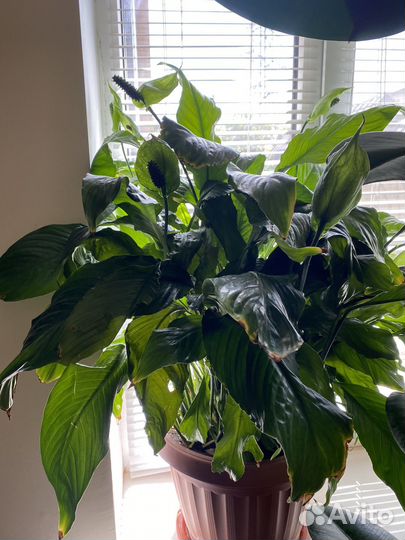 Комнатные растения большие
