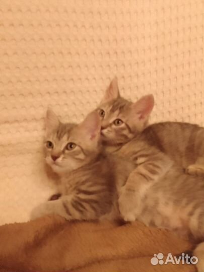 Отдам в добрые руки котят