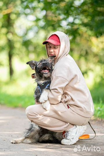 Собака в добрые руки щенок