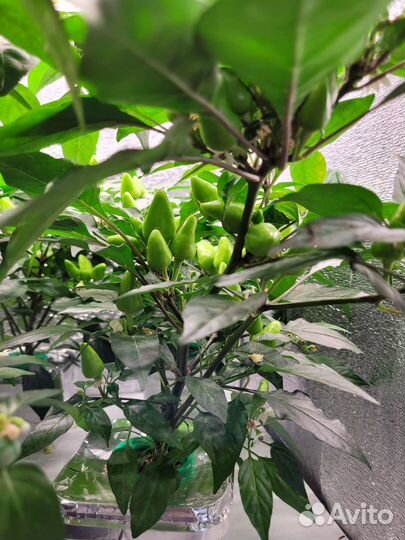 Рассада разных культур