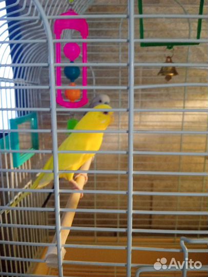 Пара попугаев