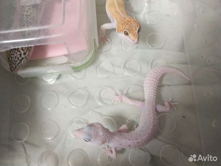 Геккон эублефар