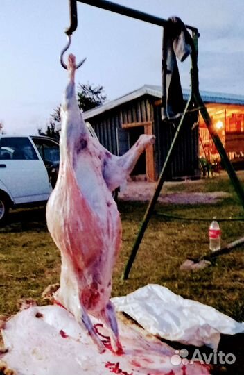 Мясо баранина халяль
