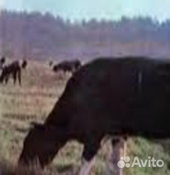 Продам молодую корову-первотелок