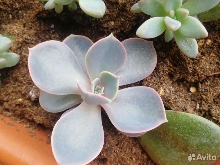 Суккуленты