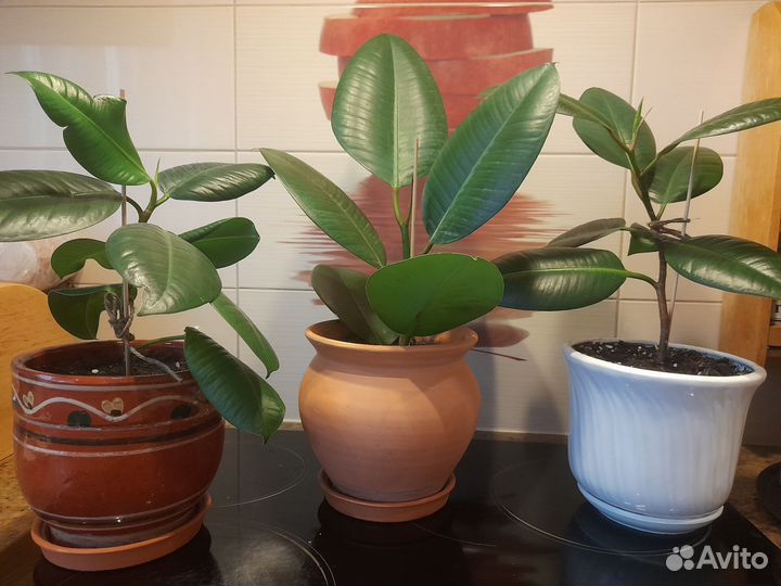 Фикус Эластика