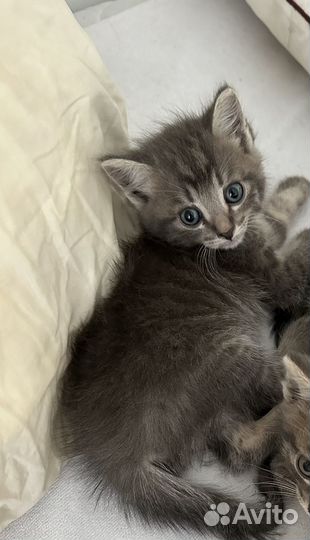 Котенок сибирский