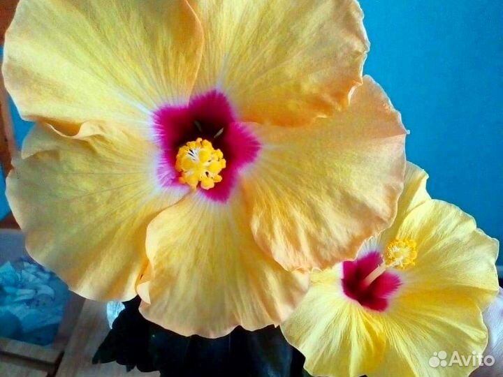 Гибискусы 15 видов